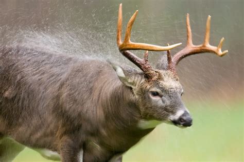 How to Approach a Deer Without It Running Away - nickiy.com