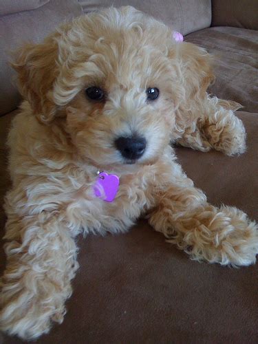 88+ Full Grown Bichon Toy Poodle Mix - l2sanpiero