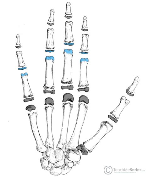 The Proximal Interphalangeal Joint - Articulation - TeachMeAnatomy