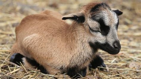 One of world's rarest breed of sheep born in the UK - CBBC Newsround