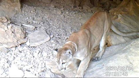 ‘Unusual’ mountain lion in Guadalupe Mountains National Park | Fort Worth Star-Telegram