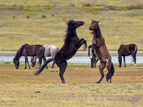 Cotopaxi Wildlife Animals In The Wild Ecuador Stock Photos, Pictures ...