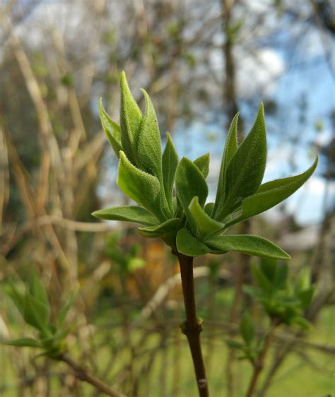 Bud,plant,nature,close,spring - free image from needpix.com