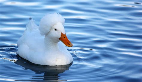 Crested Duck Breed Profile - Farmhouse Guide