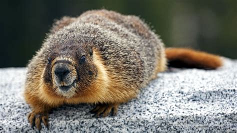 Groundhog Woodchuck or Whistle_pig Marmota monax Yosemite National Park California USA ...