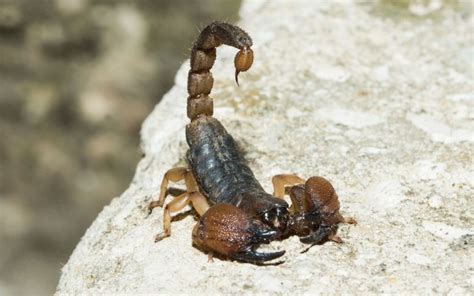 How do scorpions reproduce? Scorpion reproduction facts - The Spider Blog