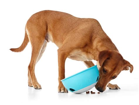 This Rocking Dog Bowl Food Puzzle Helps Slow Down Your Dogs Fast Eating