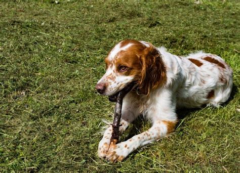 French Spaniel Dog Breed Health, Temperament and Puppies - PetGuide ...