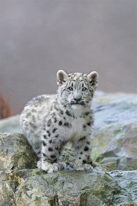 Snow Leopard Cub Photograph by Suzi Eszterhas - Fine Art America