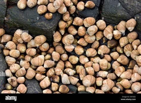 common periwinkle, common winkle, edible winkle (Littorina littorea), at low tide on coast rocks ...