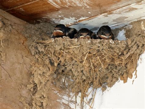 Barn Swallow Nesting (All You Need To Know) | Birdfact