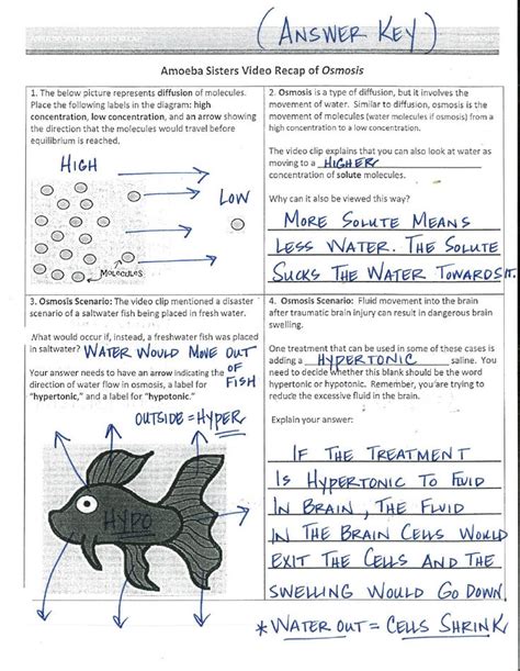 Amoeba Sisters Nervous System Worksheet