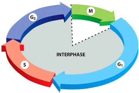 cell cycle checkpoints Diagram | Quizlet