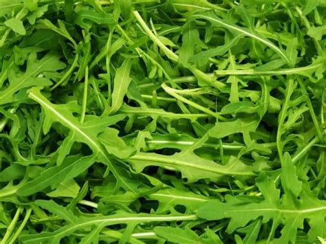 How to Harvest Arugula Without Killing the Plant - The Garden Style