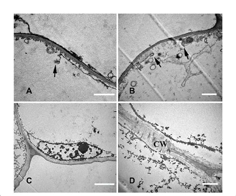 Cell ultrastructure of aerenchyma formation in N. nucifera roots (IV ...