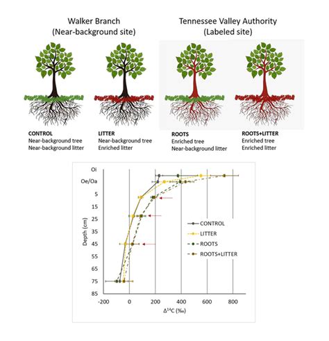 Soil Carbon Storage Is Derived from Root Carbon Inputs - Environmental ...