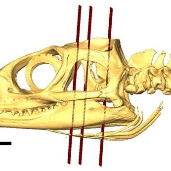 Sphenodon skull (BMNH1922.6.16.2) in left lateral view showing fascia ...