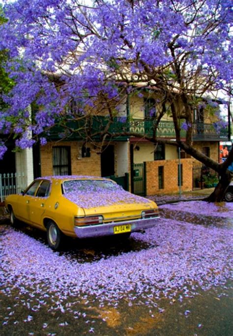 Jacaranda Tree | AnOther