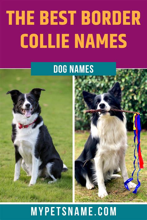 Best Border Collie Names | Border collie names, Border collie, Dog names