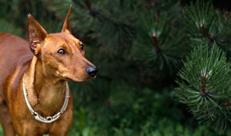 German Pinscher Breed Information - Vetstreet | Vetstreet