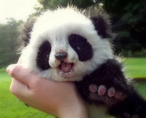 Panda Wallpapers Images Photos Pictures Backgrounds