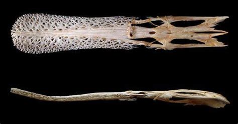 Paddlefish (Polyodon spathula) skull | Skull, Skull and bones, Anatomy ...