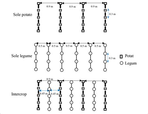 | Spacing used in treatments with potato and legumes grown singly or ...