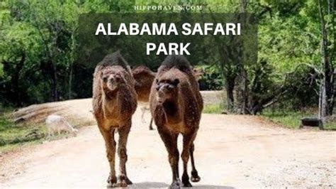 Alabama Safari Park Travel Guide - Facts to Consider - Hippo Haven