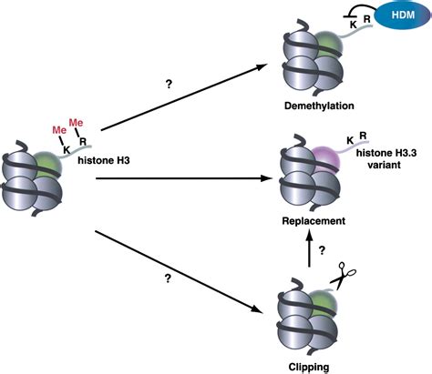 Histone Methylation: Cell