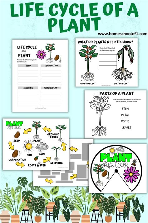 Free Life Cycle of a Plant Worksheet for Kids - Homeschool of 1