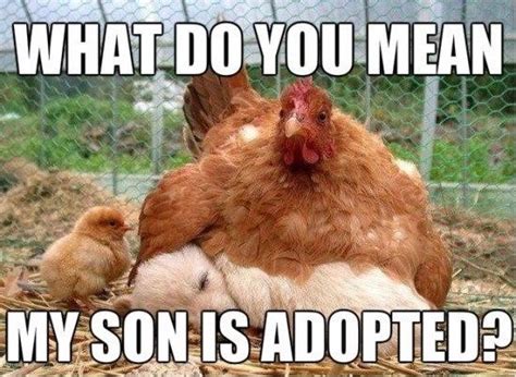 17 Chicken Memes That Will Put a Big Smile On Your Face | Funny chicken memes, Chicken humor ...