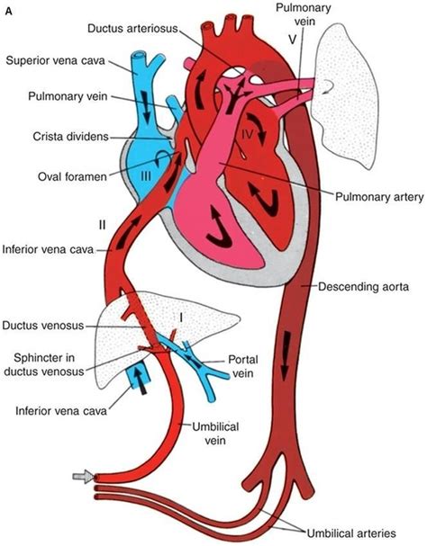 Fetal circulation - Cardiovascular System