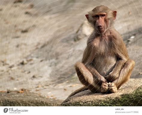 Monkey yoga hands in lap - a Royalty Free Stock Photo from Photocase