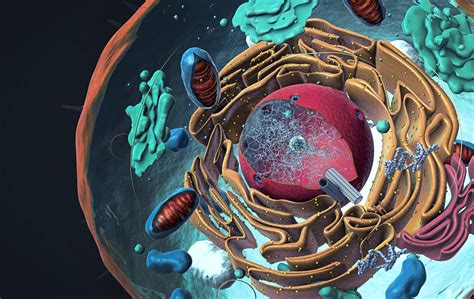 First Evidence of DNA Synthesis In The Cytoplasm By US Research Team