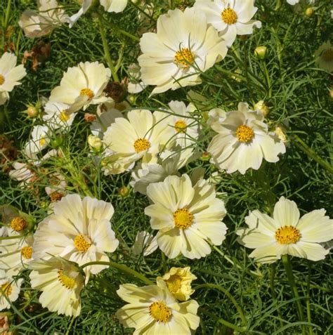 Yellow Cosmos (Cosmos bipinnatus) | Applewood Seed Company