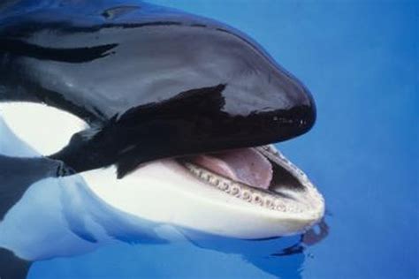 Orca Eating Dolphin