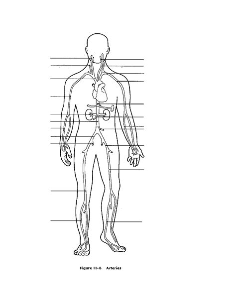 Circulatory System For Kids Coloring Pages - Coloring Home