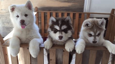 Siberian Husky Puppies For Sale | Dallas, TX #271100