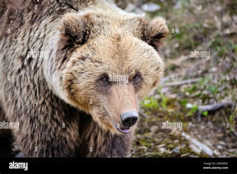 Portrait of brown bear. European brown bear in natural habitat Stock ...