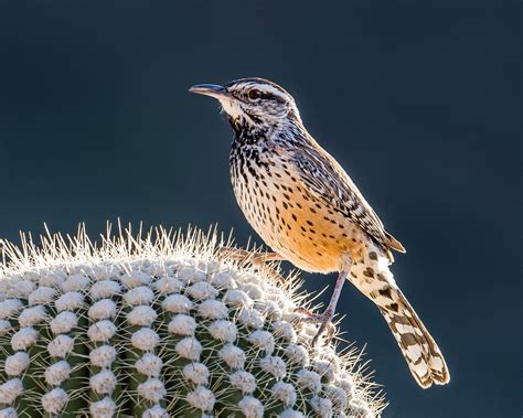 Cactus Wren | Audubon Field Guide