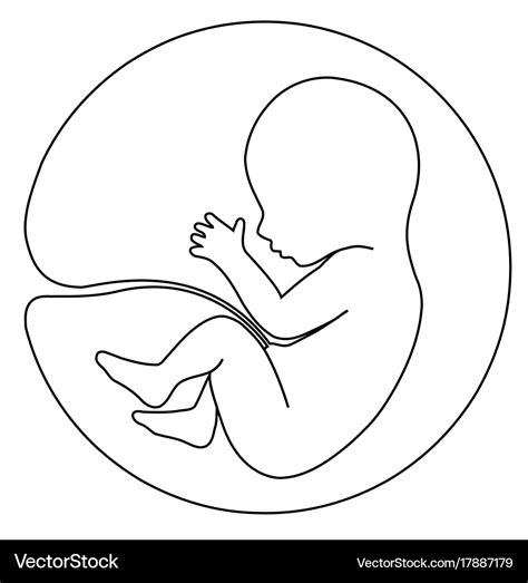 Baby in womb Royalty Free Vector Image - VectorStock