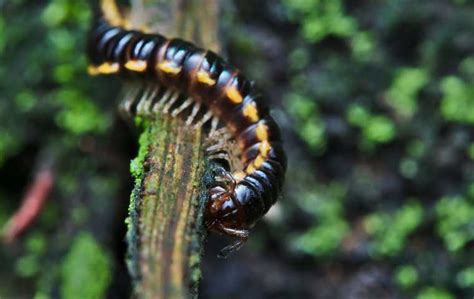 What Do Centipedes Eat? | Miche Pest Control