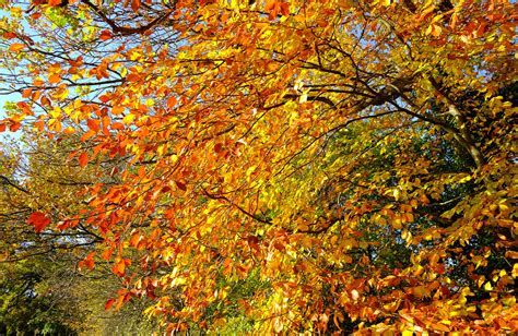 Golden Autumn Nature | Beautiful golden leaves around Keston… | Flickr