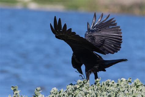 White-Necked Raven - Wildlife Den - South African And Australian ...