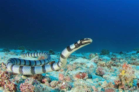 Meet the Massive Sea Snake that Feasted on Whales (Seriously!) - A-Z ...