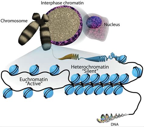 Difference Between Constitutive and Facultative Heterochromatin ...