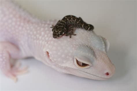 A viper gecko on a leucistic leopard gecko. Love geckos! | Reptiles y anfibios, Anfibios, Fotos ...