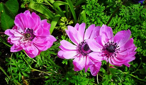 Anemones Flowers Pink - Free photo on Pixabay - Pixabay