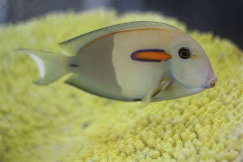 Our Orange Shoulder Tang is a beautiful fish! | Beautiful fish, Fish, Freshwater fish