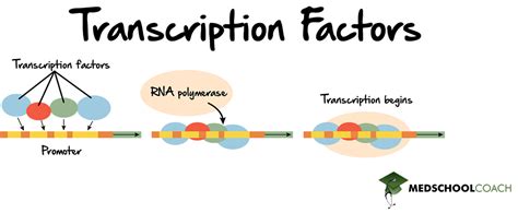 Regulation of Gene Expression in Eukaryotes – MCAT Biology | MedSchoolCoach